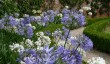 raveningham-hall-garden-agapanthus.jpg