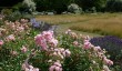 raveningham-hall-garden-july.jpg