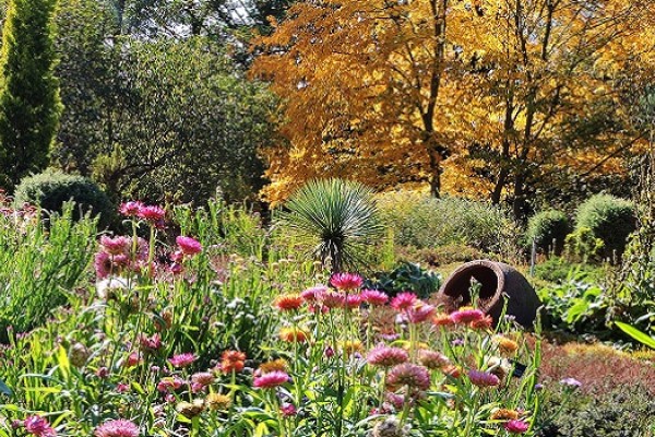 Tulips at RHS Wisley