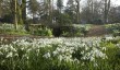 rode_hall_snowdrops.jpg