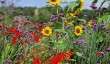 royal-horticultural-garde-bridgewater.jpg