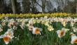 sandringham-gardens-5.jpg