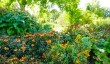 savill-garden-1.jpg
