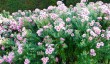 savill-garden-2.jpg