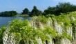 sherborne-castle-gardendorset.jpg