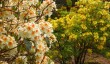 sheringham-park-azaleas.jpg