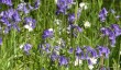 sheringham-park-bluebells.jpg