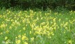 sheringham-park-cowslips.jpg