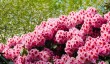 sheringham-park-gardens.jpg