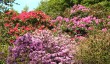 sheringham-park-rhododendrons.jpg