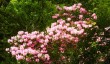 sheringham-spring.jpg