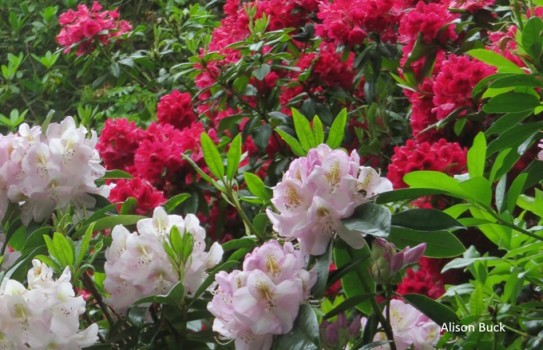 Sheringham Park Rhododendrons Sheringham Park Rhododendrons