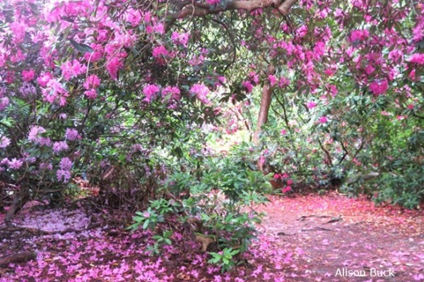 Sheringham Park Rhododendrons