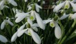 sherringham-park-snowdrops-fb.jpg