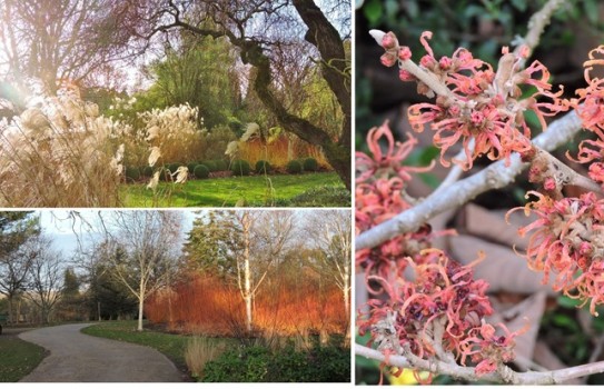 Sir Harold Hillier Gardens Winter