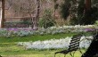 snowdrop-gardens.jpg