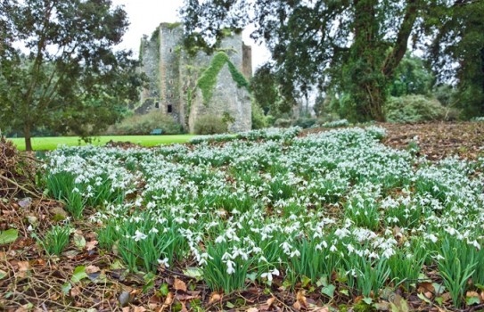 Castle Kennedy Garden Snowdrops Castle Kennedy Garden Snowdrops