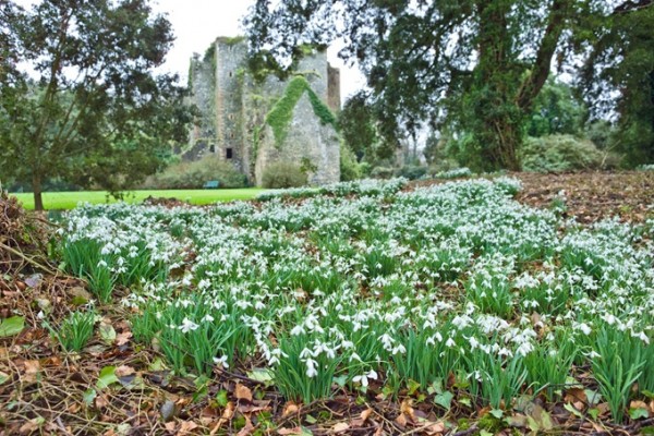 Castle Kennedy Garden Snowdrops