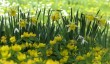 snowdrops-garden-wiltshire.jpg