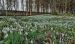 snowdrops-in-northumberland.jpg