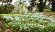 snowdrops-in-scotland.jpg