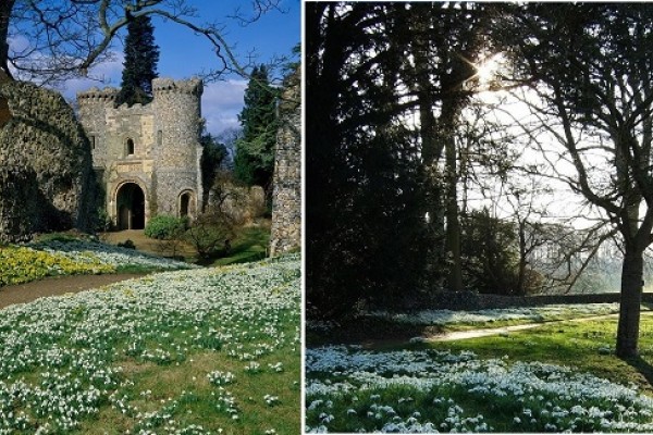 Benington Lordship Garden Snowdrops