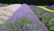 snowshill-lavender.jpg