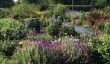 stillingfleet-garden.jpg