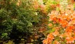 stody-lodge-azaleas.jpg