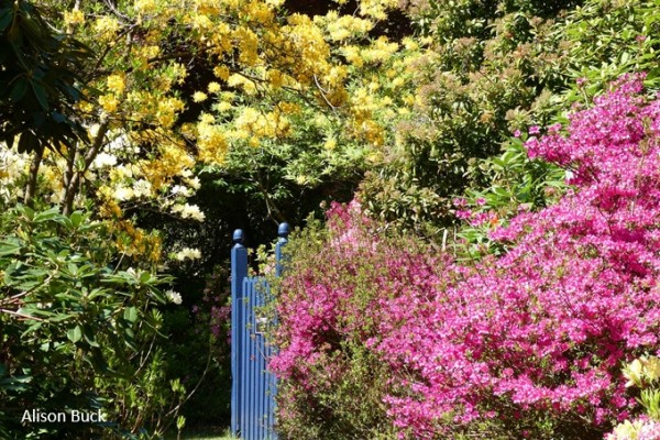 Stody Lodge Gardens