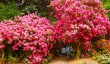 stody-lodge-gardens.jpg