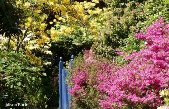 Stody Lodge Gardens Stody Lodge Gardens