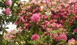 stody-lodge-rhododendron-garden.jpg