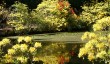 stody-lodge-rhododendrons-garden.jpg