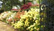 stody-lodge-rhododendrons.jpg