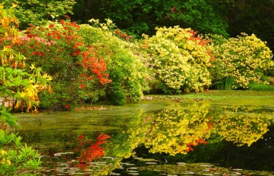 The Water Gardens at Stody Lodge