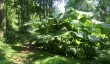 stone-lane-garden-dartmoor.jpg