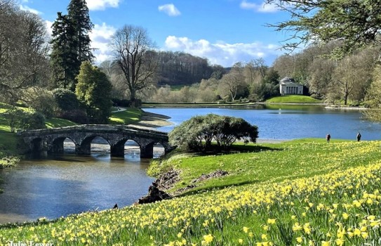 Stourhead Garden Daffodils 2026