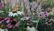 sussexprairie-garden.jpg