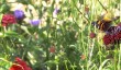 sussexprairies.jpg