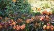 the-savill-garden-4.jpg