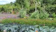 tintinhull-vegetable-garden.jpg