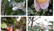 trelissick-camellias.jpg