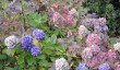 trelissick-garden-hydrangea.jpg