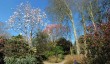 trewithen-garden-spring.jpg