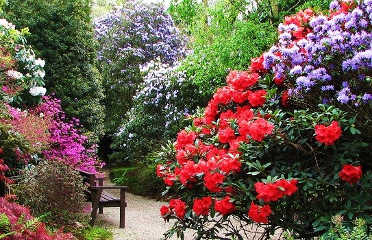 Trewithen Garden Trewithen Garden