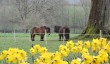 trewithen-spring.jpg