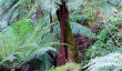 trewithin-tree-fern.jpg