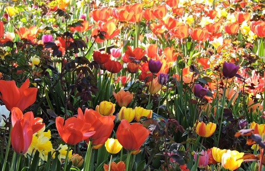 Tulips at RHS Wisley