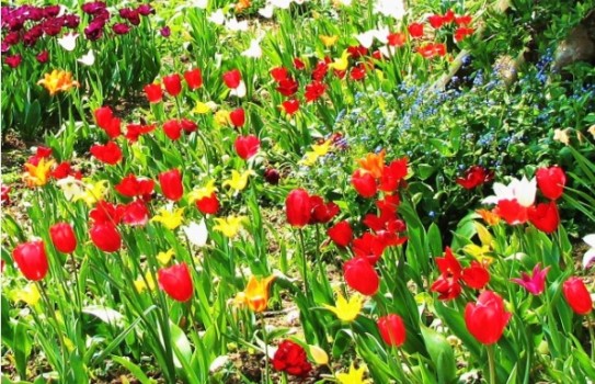 RHS Harlow Carr Tulip Time